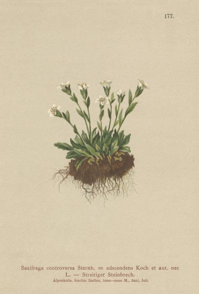 Kaya Saxifrage (Saxifraga tartışması, Saxifraga adscendens) by German School