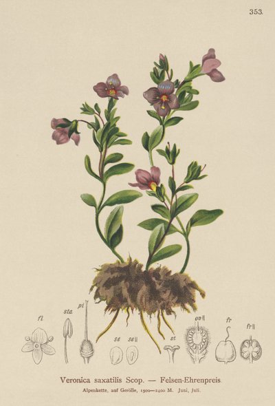 Rock Speedwell (Veronica saxatilis) by German School