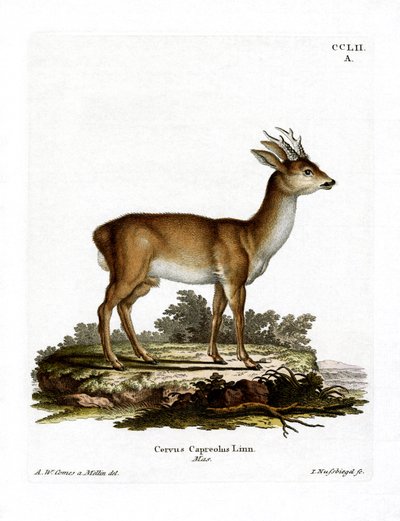 Karaca (renkli gravür) by German School