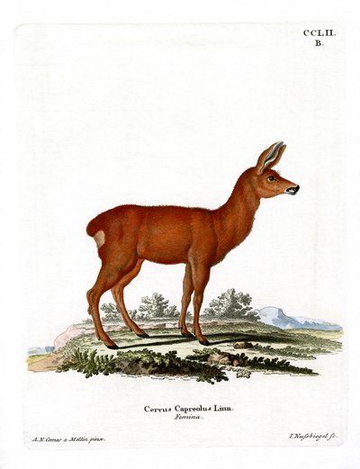 Karaca (renkli gravür) by German School