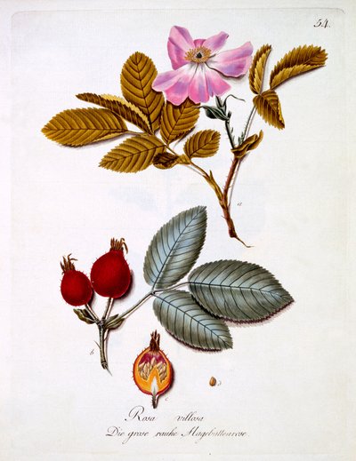 Rosa villosa, Johann Daniel von Reitter'in Alman kır çiçekleri kitabından bir çizim, c.1803-5 yayınlandı by German School