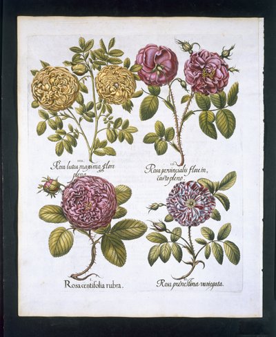 Güller, Hortus Eystettensisby Basil Besler (1561-1629) pub'dan plaka 95. 1613 (el renkli gravür) by German School