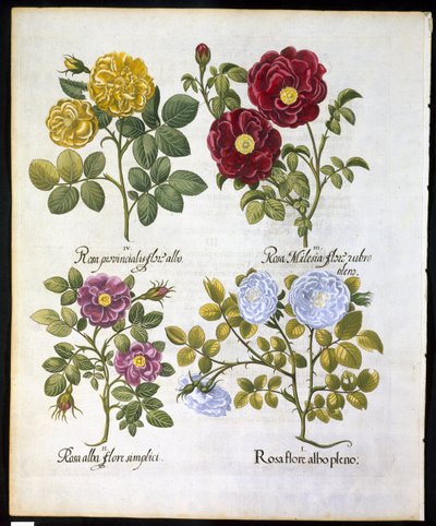 Güller, Basil Besler (1561-1629) tarafından Hortus Eystettemsis