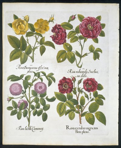 Güller, Basil Besler (1561-1629) tarafından Hortus Eystettensis