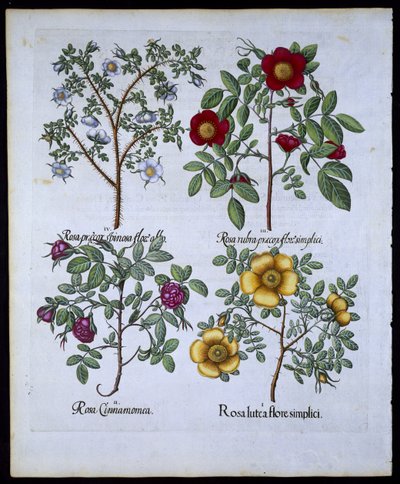 Güller, Hortus Eystettensisby Basil Besler (1561-1629) pub