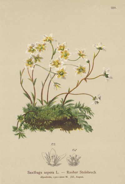 Kaba Saxifrage (Saxifraga aspera) by German School