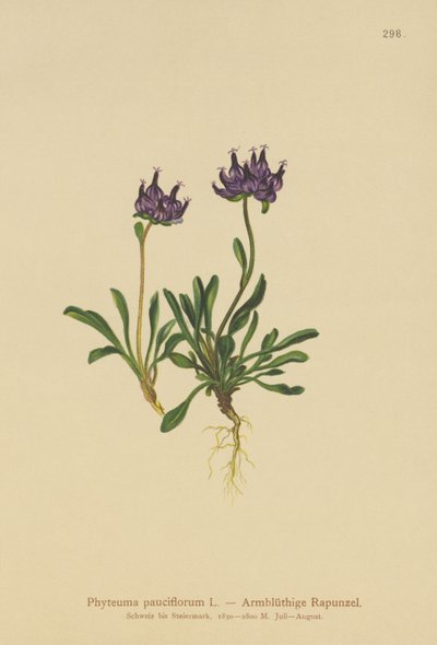 Yuvarlak başlı Rampa (Phyteuma pauciflorum, Rapunculus pauciflorus, Phyteuma globulariifolium) by German School