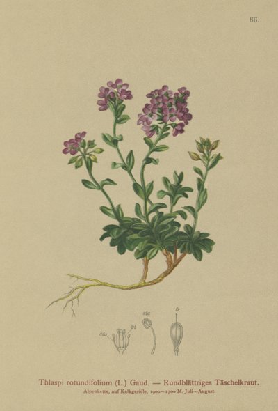 Yuvarlak yapraklı Pennycress (Thlaspi rotundifolium, Noccaea rotundifolia, Thlaspi cepaeifolium subsp. rotundifolium) by German School