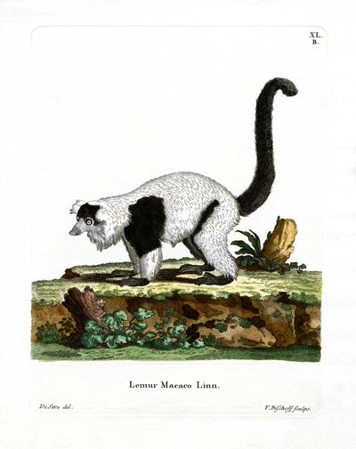 Ruffed Lemur (renkli gravür) by German School