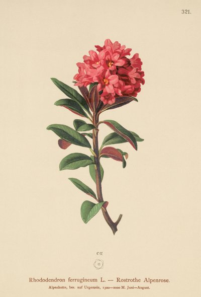 Paslı Yapraklı Alpenrose (Rhododendron ferrugineum) by German School