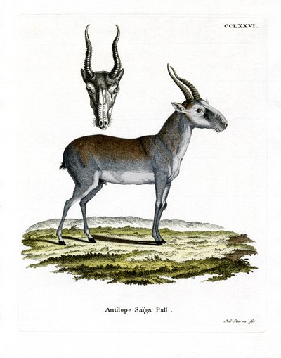 Saiga (renkli gravür) by German School
