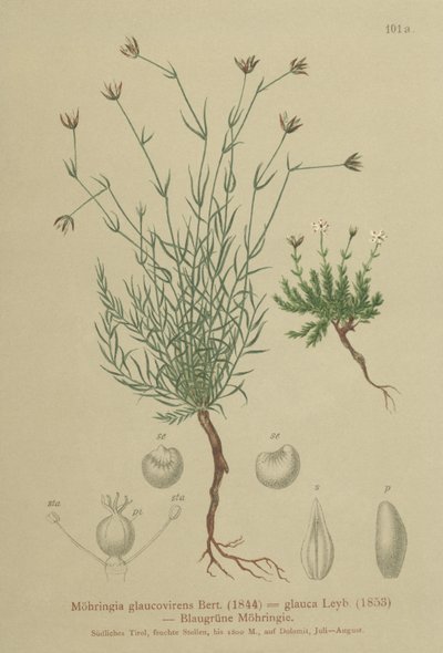 Kum otu (Moehringia glaucovirens, Möhringia glaucovirens, Möhringia glauca, Moehringia glauca, Arenaria glaucovirens) by German School