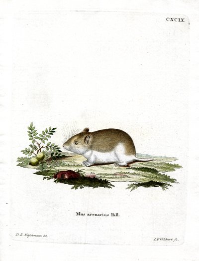 Sandy Mole Rat (renkli gravür) by German School