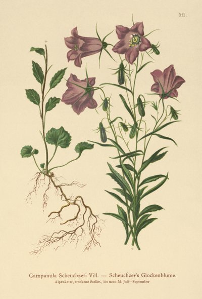 Scheuchzers Çan çiçeği (Campanula Scheuzeri) by German School