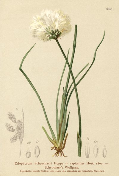Scheuchzers Pamuk otu (Eriophorum Scheuchzeri, Eriophorum capitatum) by German School