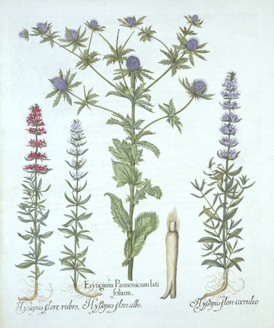 Hortus Eystettensis