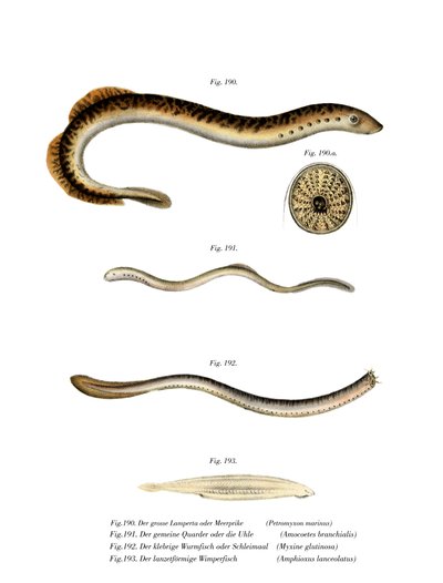 Deniz Lamprey (renkli taş) by German School