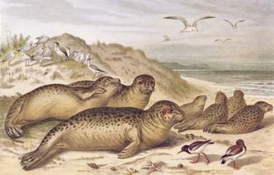 Mühür, levha Brehms Tierleben