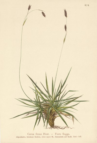 Saz (Carex firma) by German School