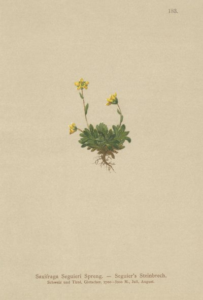 Seguieris Saxifrage (Saxifraga Seguieri) by German School
