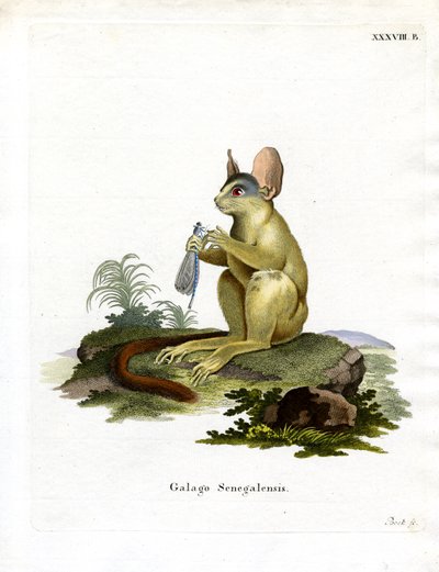 Senegal Bushbaby (renkli gravür) by German School