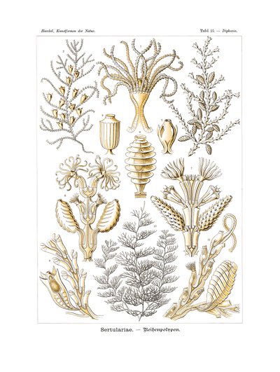Sertularia, 1899-1904 by German School