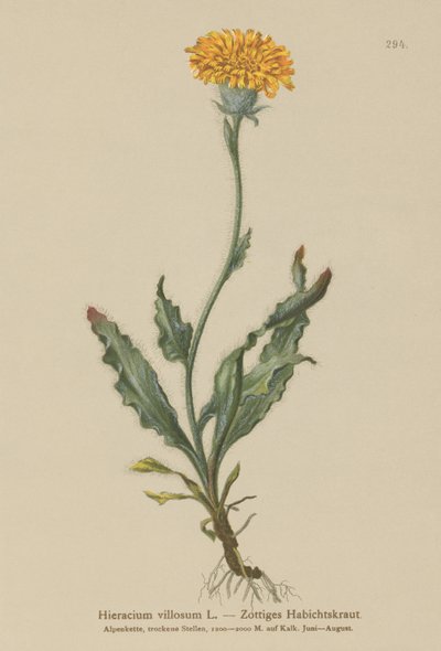 Shaggy Hawkweed (Hieracium villosum) by German School