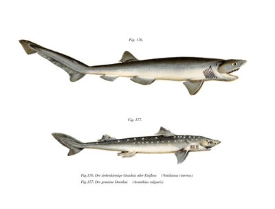 Sharpnose Sevengill Shark (renkli taş) by German School