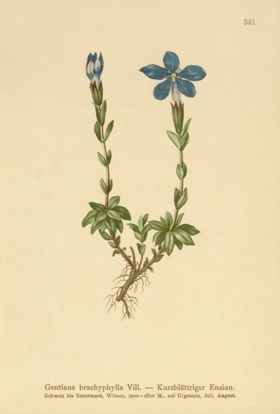Kısa yapraklı Gentian (Gentiana brachyphylla) by German School