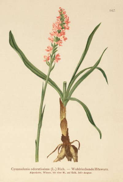 Kısa Mahmuzlu Kokulu Orkide (Gymnadenia odoratissima) by German School