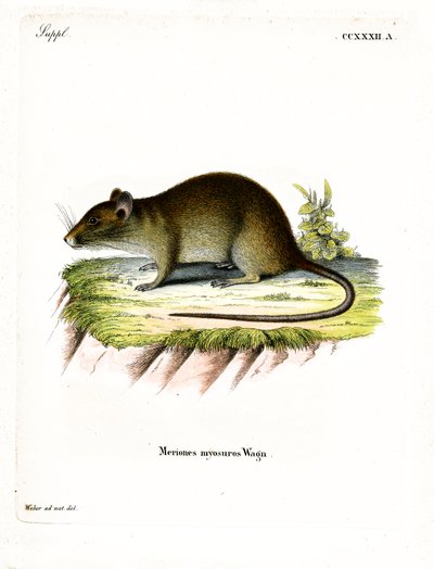 Kısa kuyruklu Bandicoot Rat (renkli gravür) by German School