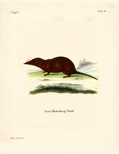 Shrew (renkli gravür) by German School