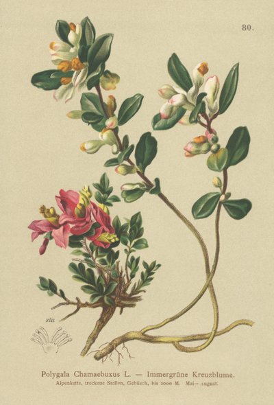 Çalı Süt Çorbası (Polygala Chamaebuxus) by German School