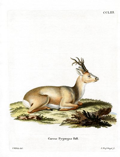 Sibirya Karaca (renkli gravür) by German School