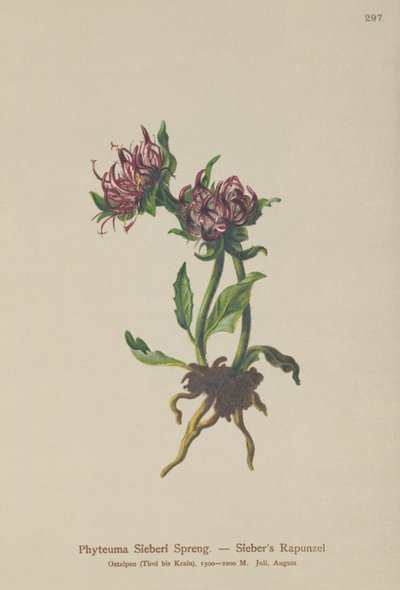 Siebers Rampası (Phyteuma Sieberi) by German School