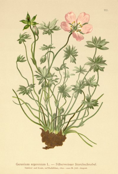 Simli Turna Bill (Sardunya argenteum) by German School