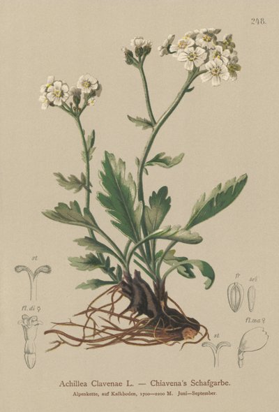 Simli Civanperçemi (Achillea Clavenae) by German School