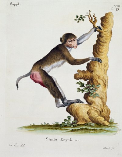 Simia erythraea, Johann Christian Daniel von Schreber (1739-1810) tarafından Nature