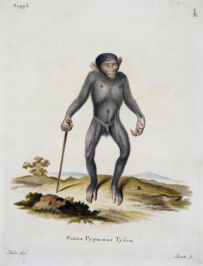 Simia pygmaeus, Johann Christian Daniel von Schreber (1739-1810), IC Bock, Almanya tarafından gravür tarafından Doğadan tasvir edilen Memelilerden by German School