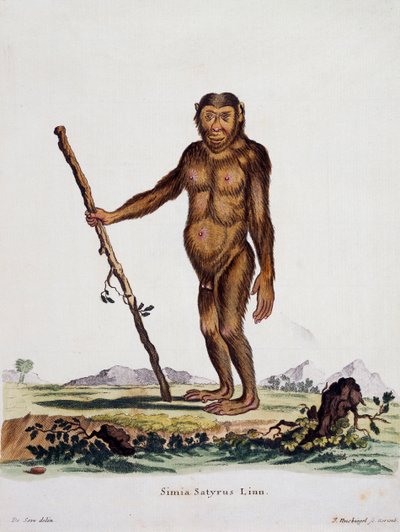 Simia satyrus, Johann Christian Daniel von Schreber (1739-1810) tarafından Nature