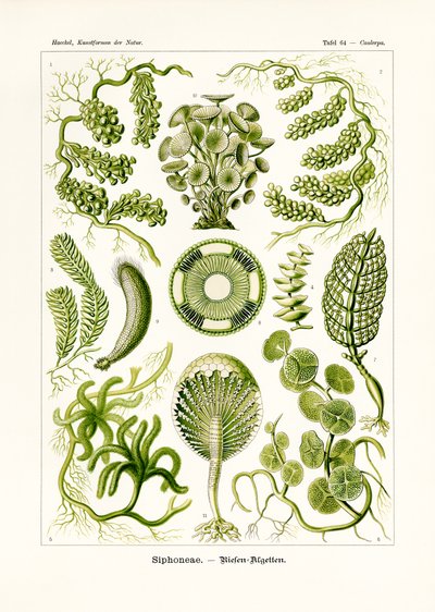 Sifon, 1899-1904 by German School