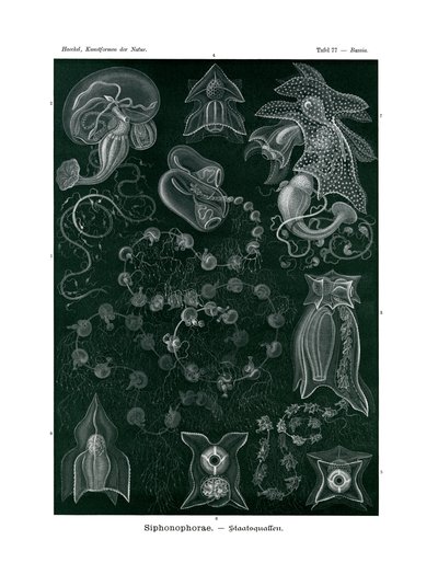 Sifonofor, 1899-1904 by German School
