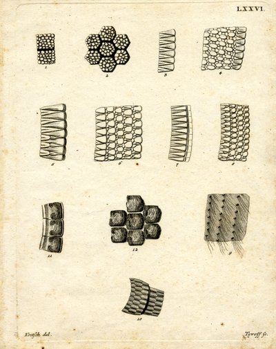 Cilt Ölçekleri (renkli gravür) by German School