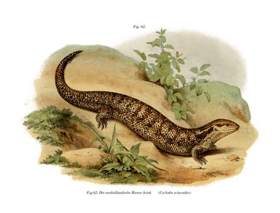 Skink (renkli lito) by German School