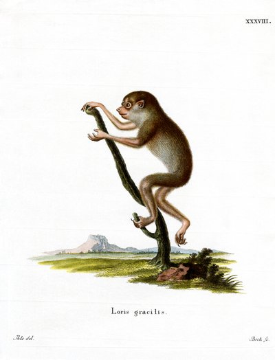 İnce Loris (renkli gravür) by German School