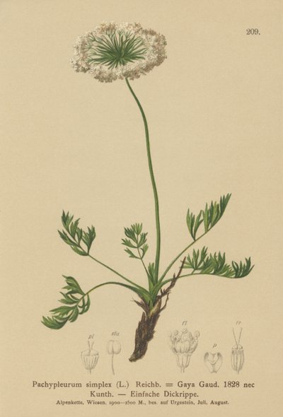 Küçük Alp Lovage (Pachypleurum mutellinoides, Pachypleurum simplex, Pachypleurum alpinum, Pachypleurum simplex, Neogaya simplex, Gaya simplex, Ligusticum simplex) by German School