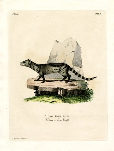 Küçük Hint Misk Kedisi (renkli gravür) by German School