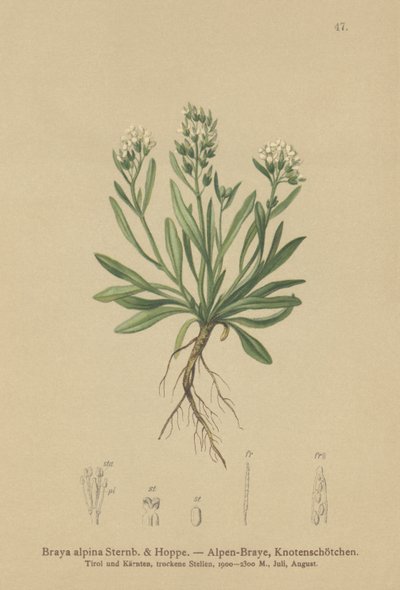 Pürüzsüz kuzey tere (Braya alpina, Sisymbrium alpinum) by German School