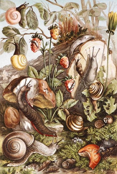 Salyangoz, plaka "Brehms Tierleben: Allgemeine Kunde des Tierreichs", cilt 10, s.336, Bibliographisches Institut tarafından yayınlandı by German School