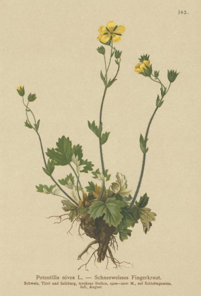 Kar Sinquefoil (Potentilla nivea) by German School